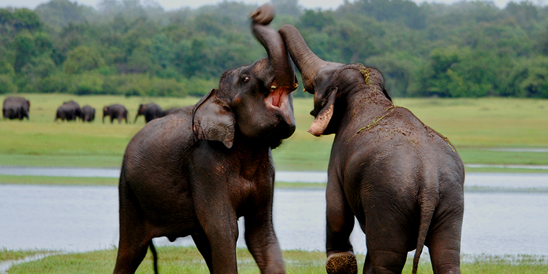 Udawalawe National Park